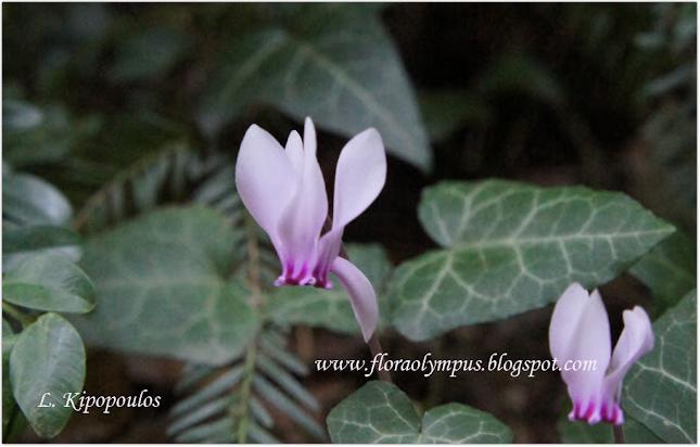 Cyclamen Hederifolium 22 8 12 900X Dsc00551 1 645X412 1