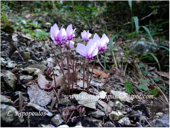 Cyclamen Hederifolium 900X Dscn0383 1 645X485 1