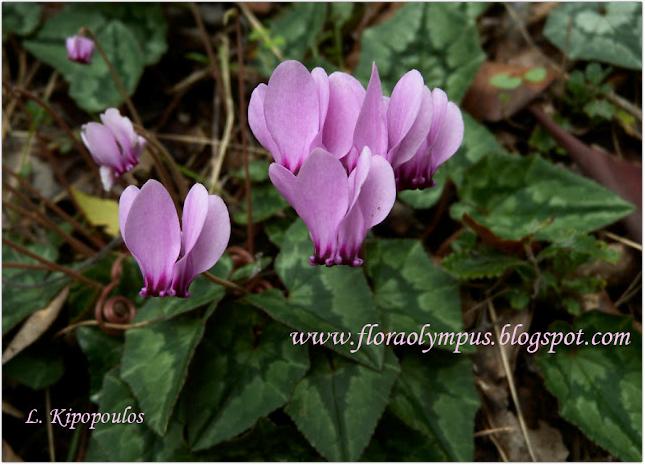 Cyclamen Hederifolium 900X Dscn1387 1 645X465 1