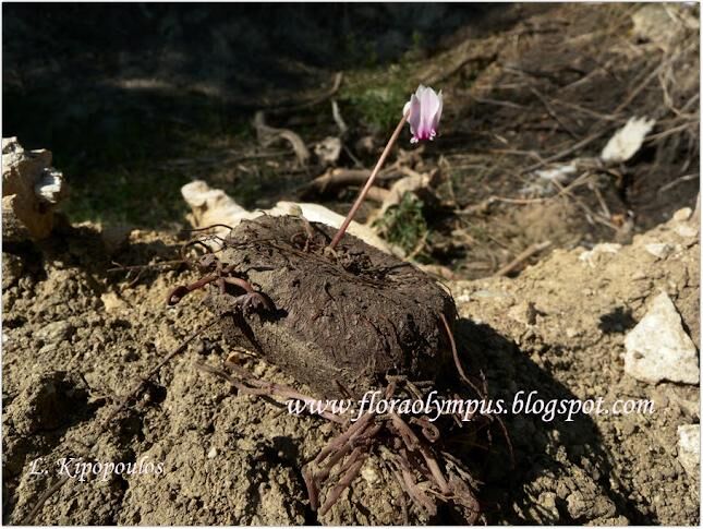 Cyclamen Hederifolium Patata 900X Dscn0875 1 1 645X485 1