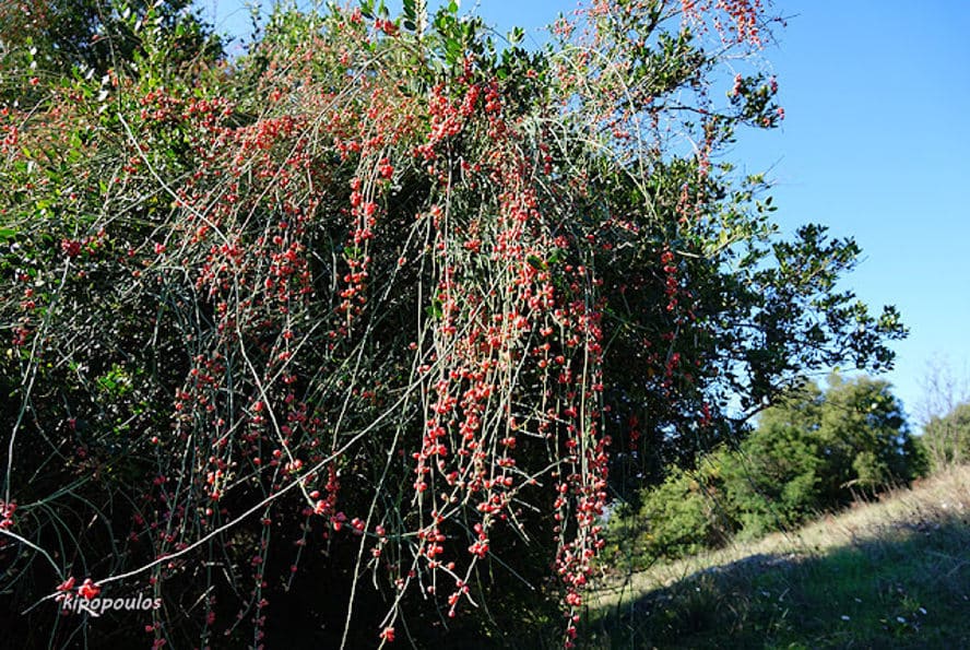 Ephedra Foeminea 21 11 21 3 Min 888X595 1