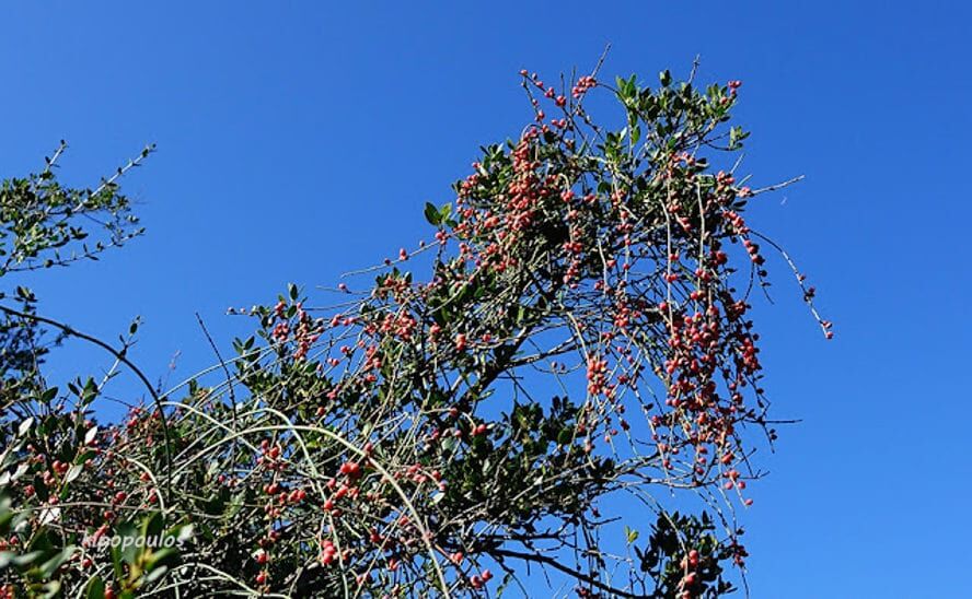 Ephedra Foeminea 21 11 21 5 Min 888X548 1