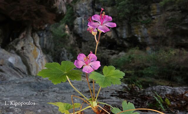 Geranium Macrorrhizum 19 1 20 Enipeas 13 640X390 1