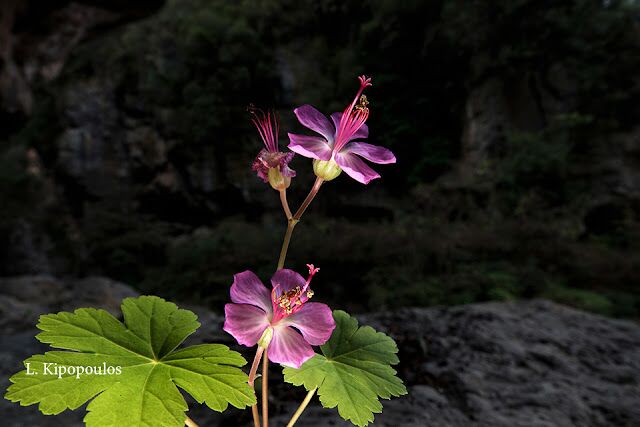 Geranium Macrorrhizum 19 1 20 Enipeas 17 640X427 1