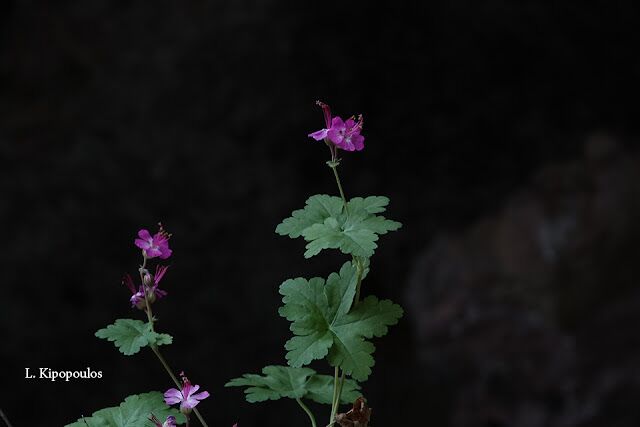 Geranium Macrorrhizum 19 1 20 Enipeas 20 640X427 1