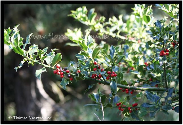 Ilex Aquifolium 2 Themis Nasopoulou 1 1 645X440 1