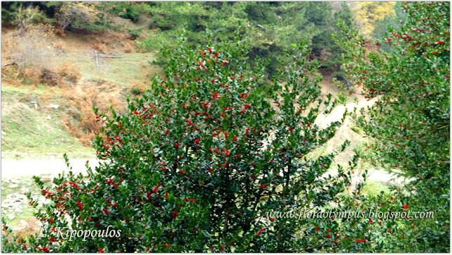 Ilex Aquifolium 900X Dsc03284 2 645X364 1