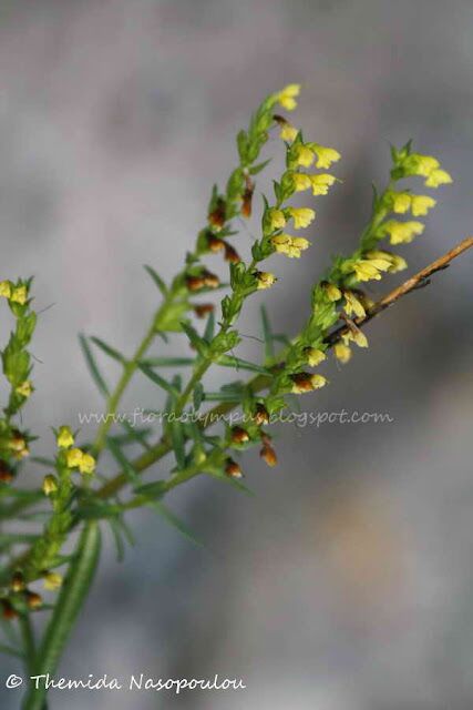 Odontites Linkii Themis Nasopoulou Blog Flora Olympus 3 1 1 427X640 1