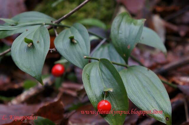 Ruscus Hippoglossum 960X 024 4 640X425 1