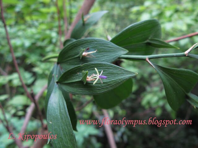 Ruscus Hypoglossum 900X 6 5 07 064 640X480 1