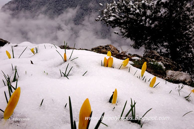 Crocus Chrysanthus 25