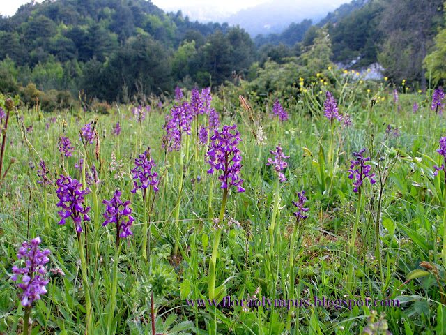 Anacamptis Morio 1024X 8 5 06 062 2