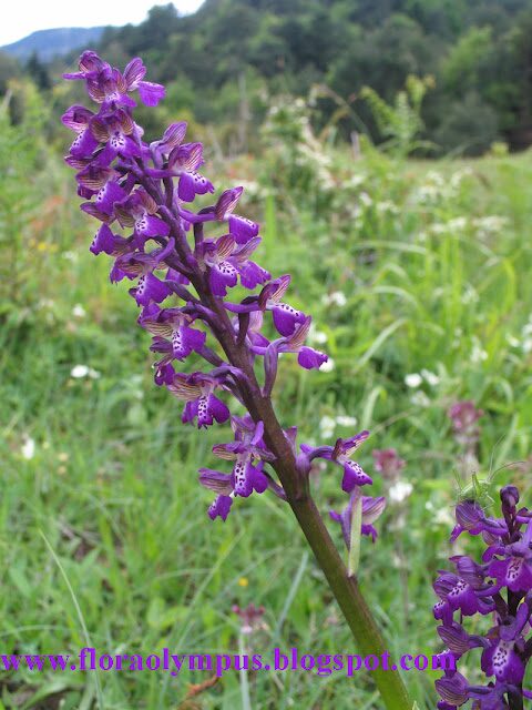 Anacamptis Morio 800X 11 5 06 020