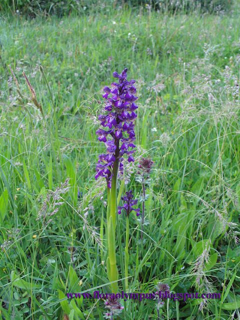 Anacamptis Morio 800X 8 5 06 062 4