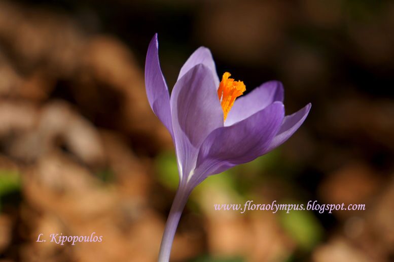 Crocus Veluchensis 1080X 172 4