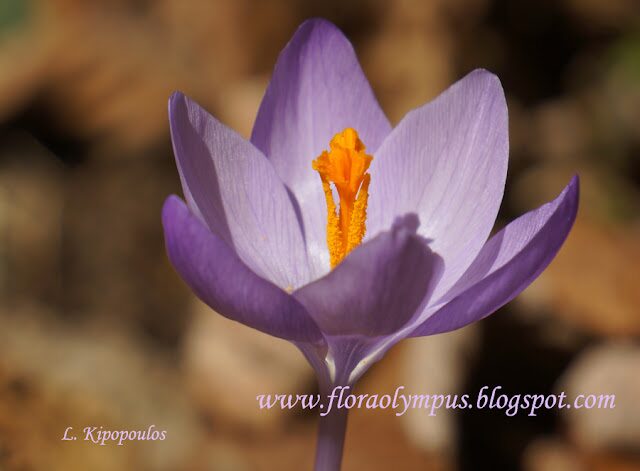 Crocus Veluchensis 900X 2