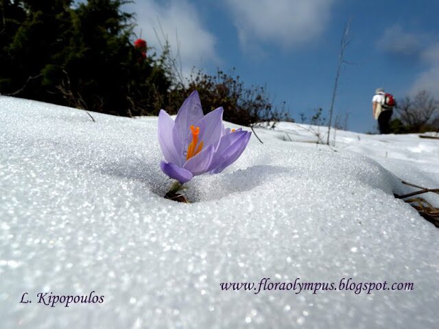 Crocus Veluchensis Dscn8213 8