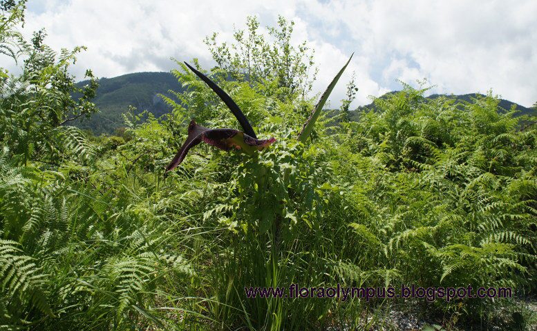 Dracunculus Vulgaris 1200X Dsc05490 13