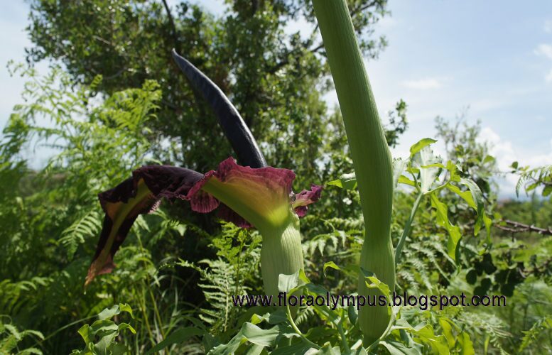 Dracunculus Vulgaris 1200X Dsc05490 21