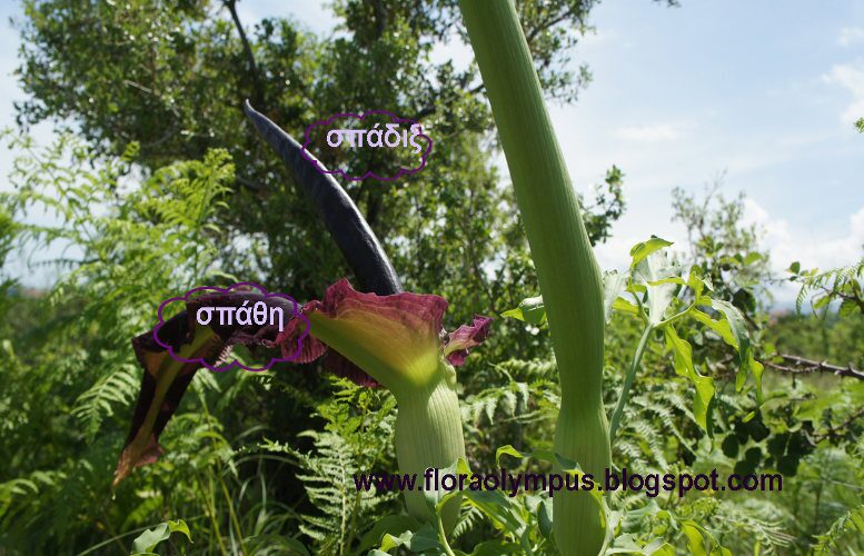 Dracunculus Vulgaris 1200X Σχεδιο Dsc05490 20