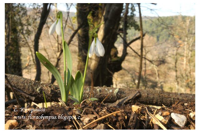 Galanthus Elwesii 1 3 13 920X 45