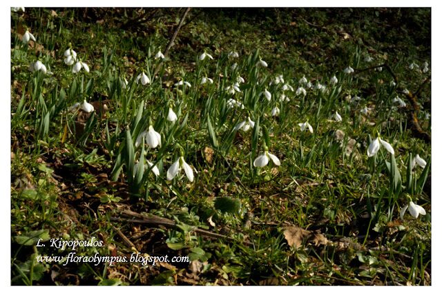 Galanthus Elwesii 1 3 13 960X 46