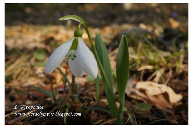 Galanthus Elwesii 134 960X 56