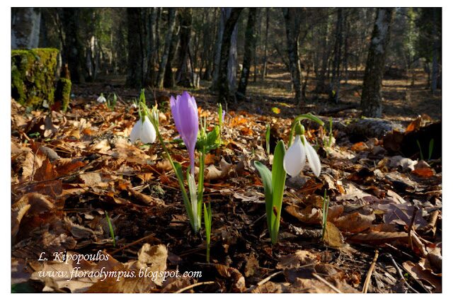 Galanthus Elwesii Crocus Veluchensis 920X 134 33