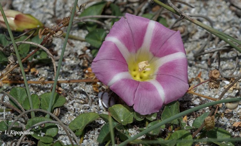 Calystegia Soldanella 18 5 20 8