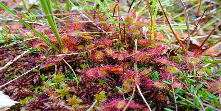 Drosera Votano Kata Tou Viha Tou Kokkyti Ti Fymatiosi Ti Broghitida To Asthma