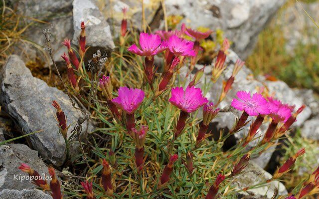 Dianthus Haematocalyx Boiss. Heldr. 031 3 640X399 1