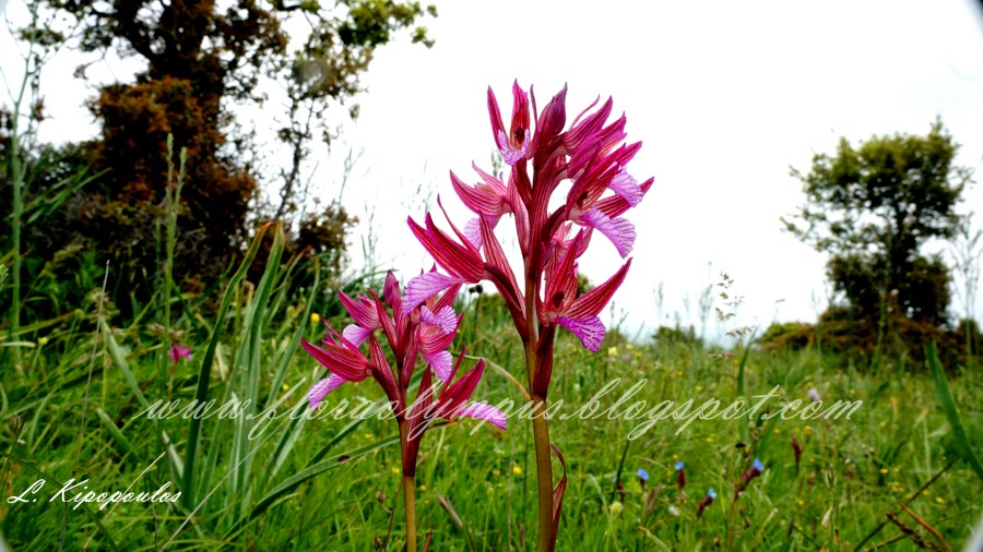 Anacamptis Papilionacea L. R.m.bateman Pridgeon M.w15