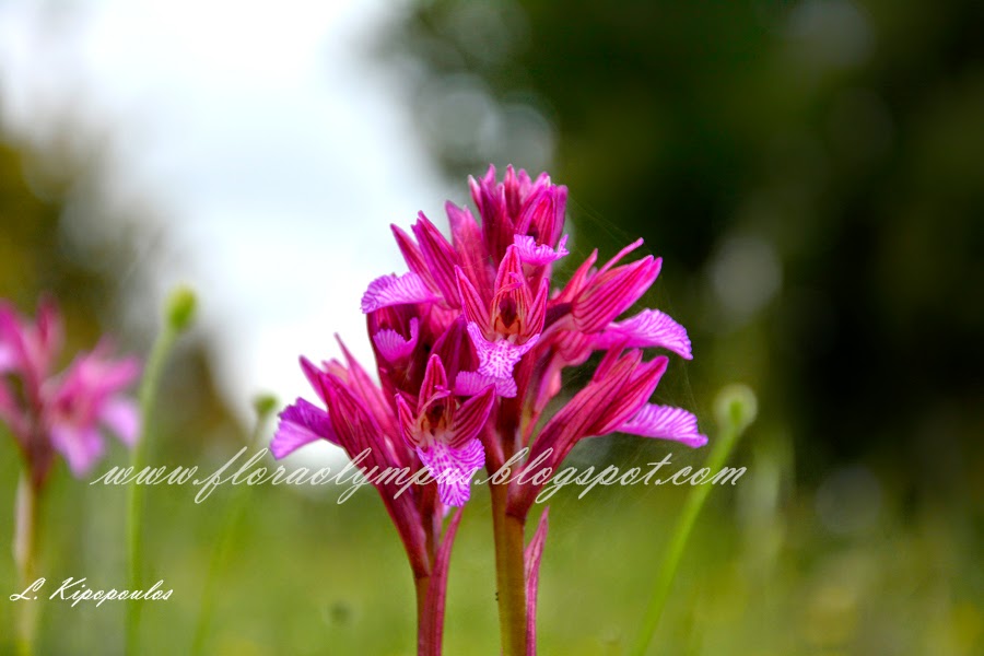 Anacamptis Papilionacea L. R.m.bateman Pridgeon M.w2