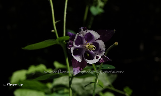 Aquilegia Vulgaris 12