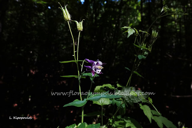 Aquilegia Vulgaris 5