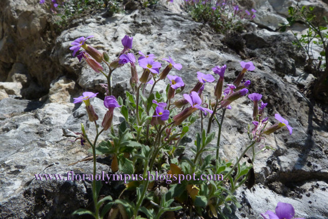 Aubrieta Thessala 640X P1070514 2