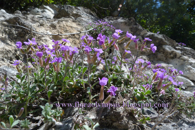 Aubrieta Thessala 640X P1070514 3