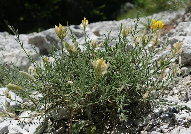 Genista Sakellariadis 20 7 22 12