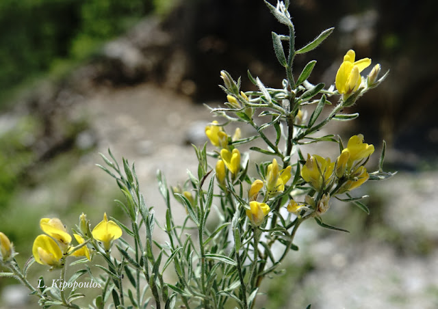 Genista Sakellariadis 21 6 23 9