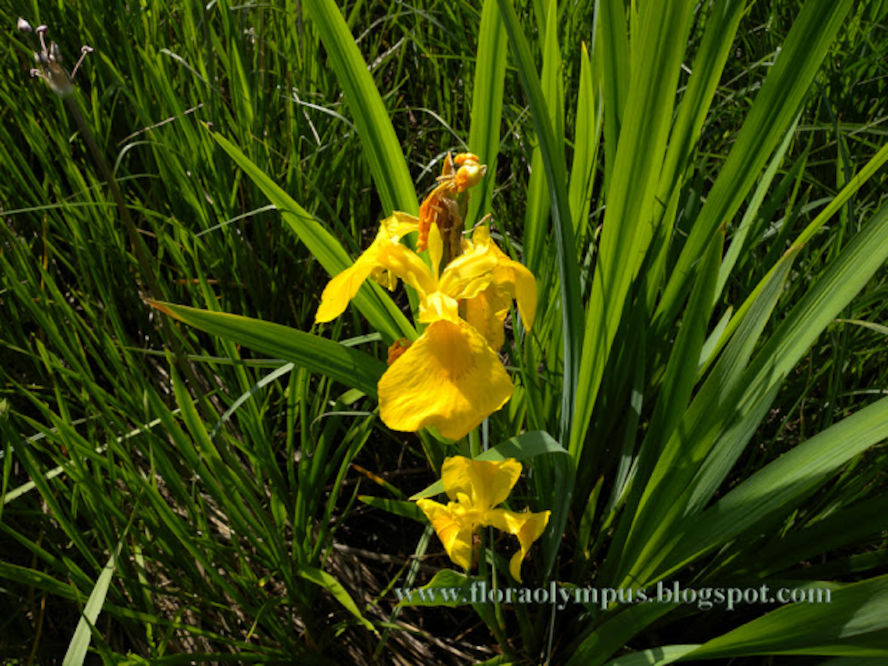 Iris Pseud 1024X Dscn2270