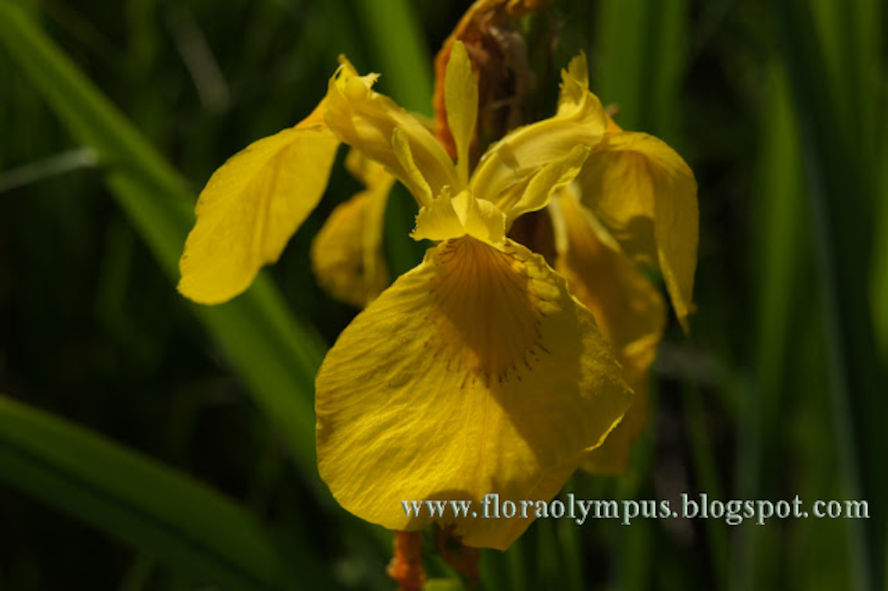 Iris Pseudac 1024X Dsc04456