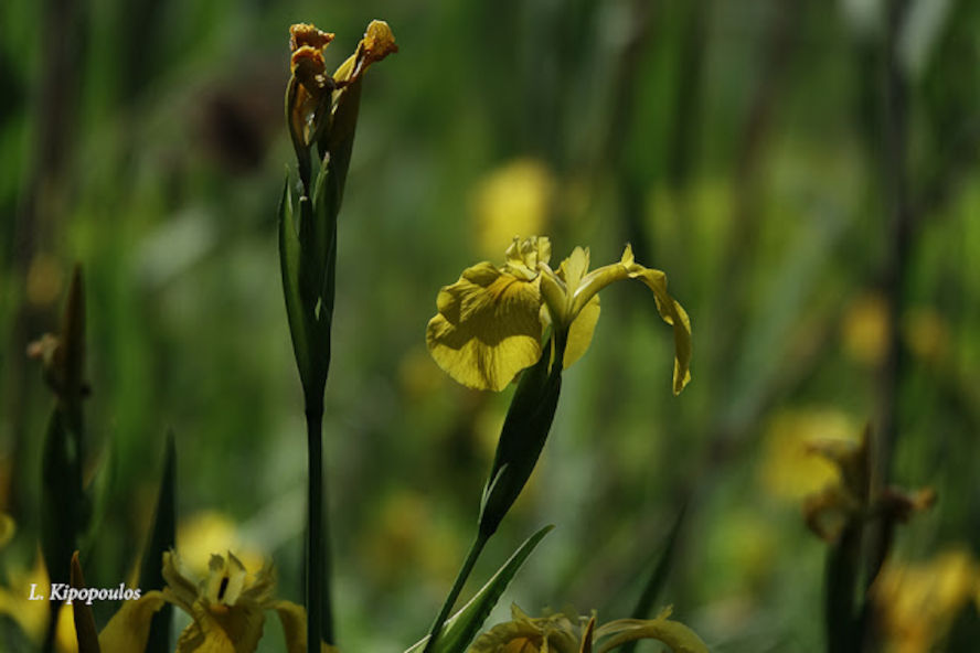 Iris Pseu Dsc07556