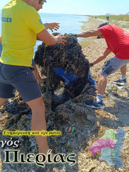 Καθαρισμός Παραλίας Αλυκών Σύλλογος Εθελοντών Δήμου Πύδνας Κολινδρού 4