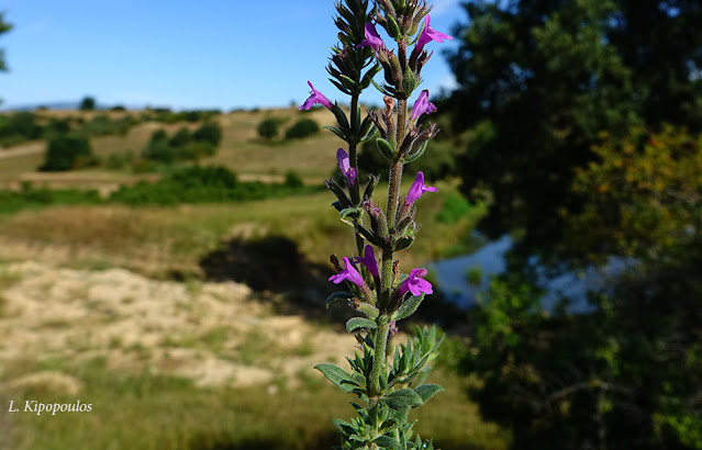 Acinos Suaveolens 11 6 20 2