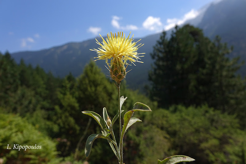 Centaurea Salonitana 16 8 17 10