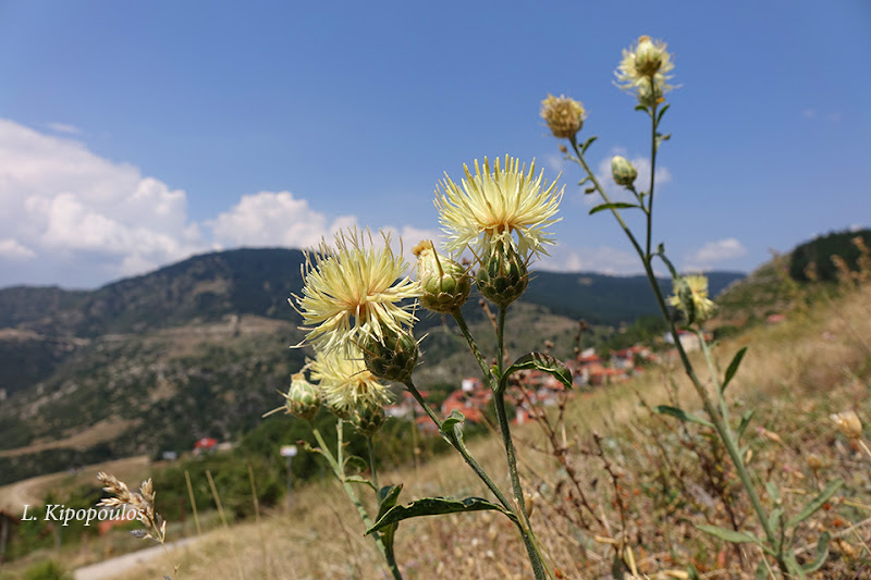 Centaurea Salonitana 16 8 17 15