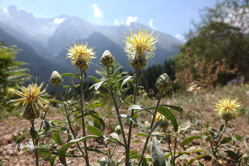 Centaurea Salonitana 16 8 17 4