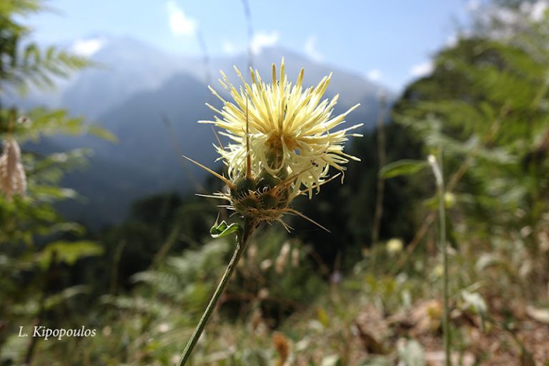 Centaurea Salonitana 16 8 17 8