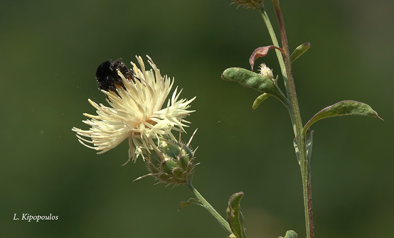 Centaurea Salonitana 17 8 19 8