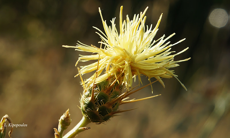 Centaurea Salonitana 597 9